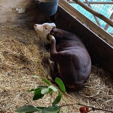Il Giardino Dorato Çiftlik konaklama *