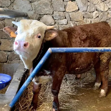 Çiftlik konaklama Il Giardino Dorato