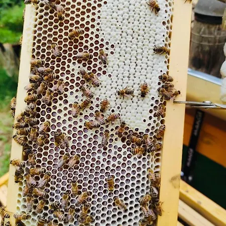 Çiftlik konaklama Il Giardino Dorato *