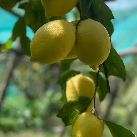 Il Giardino Dorato Maiori