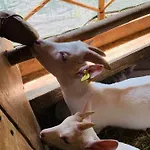 Il Giardino Dorato *