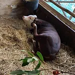 Il Giardino Dorato ファームステイ *
