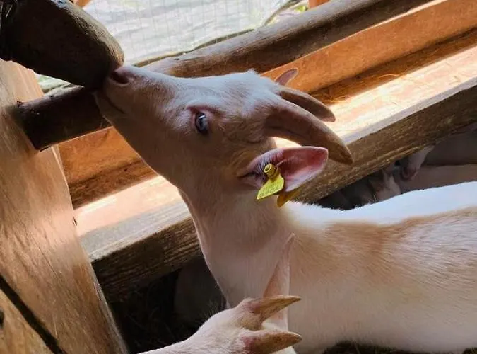 Il Giardino Dorato *
