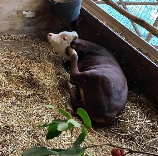 Il Giardino Dorato Κατάλυμα σε φάρμα *